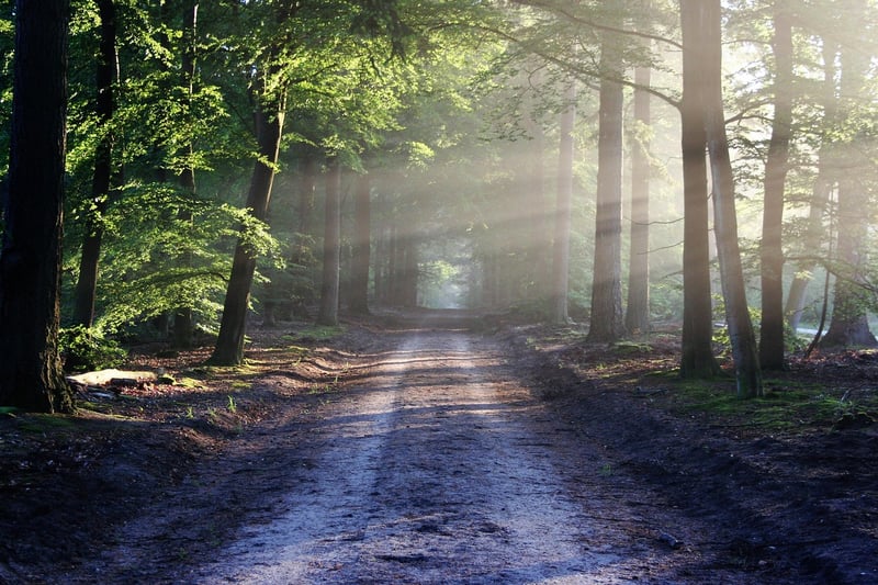 Enchanting Forest